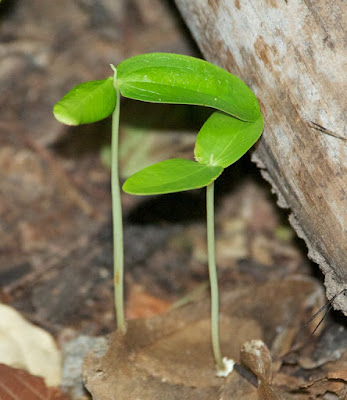 Tualang (Koompassia excelsa) seedlings 