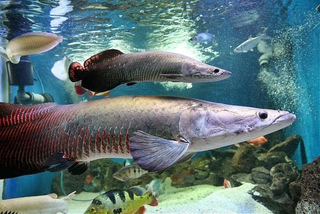 5 Jenis Ikan yang Disebut Ikan Naga Miniaquarium