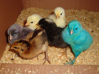 baby chicks pictures. found a aby chick in one