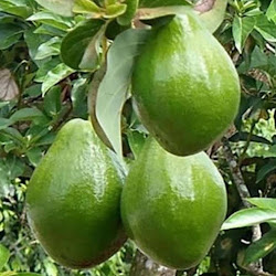 Jual Bibit Alpukat Mentega Yang Cepat Berbuah Banten