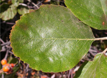 Ария зонтичная / Ария округлая / Рябина зонтичная (Aria umbellata, =Aria orbiculata, =Sorbus umbellata)