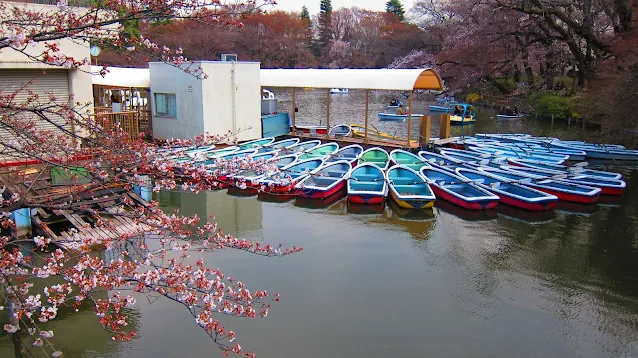 井の頭公園の桜