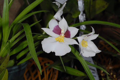 Miltoniopsis roezlii care and culture