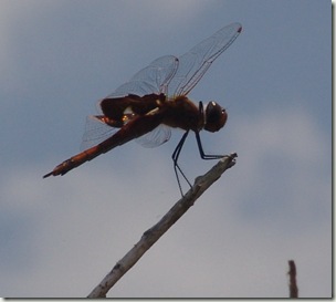dragonfly