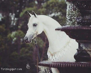 صور حصان , صور خيول عربية أصيلة , صور خيل