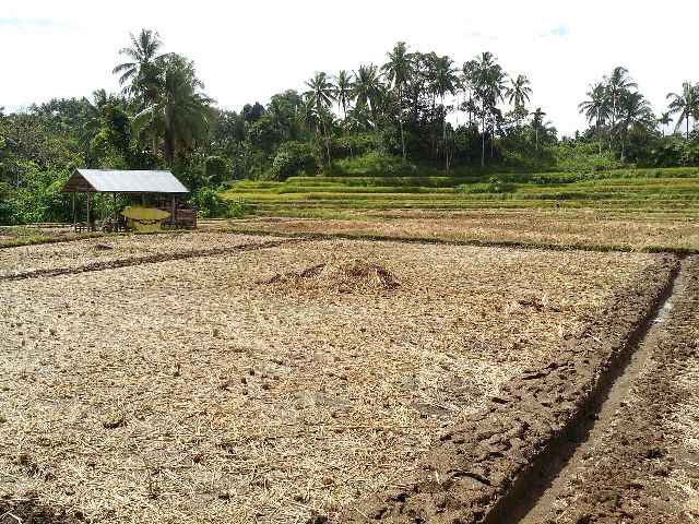 20 Hektar Sawah Masyarakat Terancam Kekeringan di Korong Batang Piaman