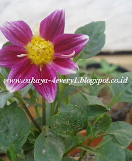 Dahlia Harlequin from seed in hot tropical climate