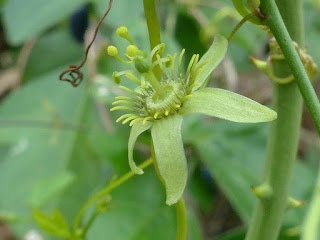 Passiflora suberosa - Passiflore subéreuse