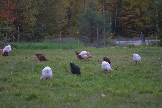 ChickenFencing