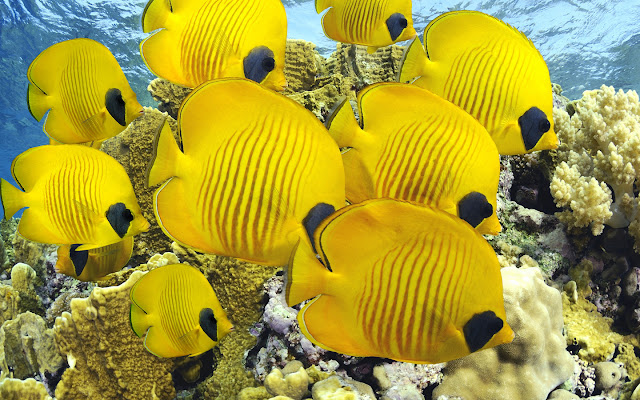 Deep sea Yellow fishes