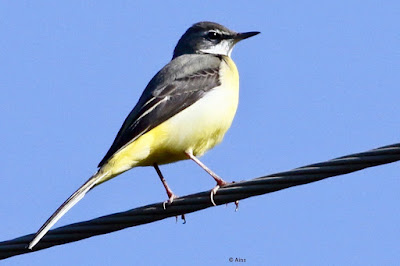 Gray Wagtail