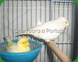 sem Topete