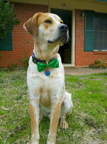 Photos: St. Patrick's Day Dogs