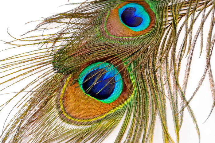 Peacock Feather