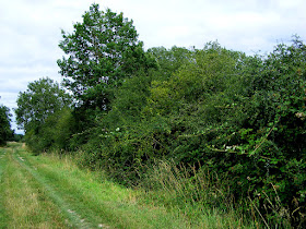 Field boundary wild hedge. Indre et Loire. France. Photo by Loire Valley Time Travel.