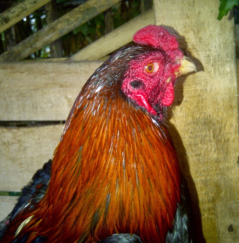  Ayam  Aduan Garut AYAM BANGKOK SUPER  ARAGON
