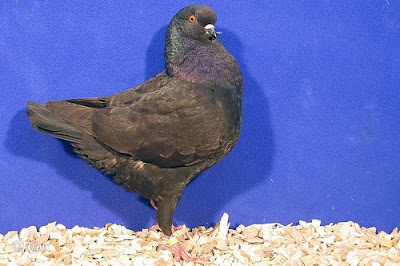 Schietti Modena Pigeon