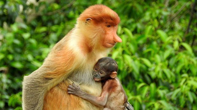 Proboscis monkey Sarawak Curitan Aqalili