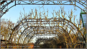 Fruit demo garden RHS Wisley - fruit arches