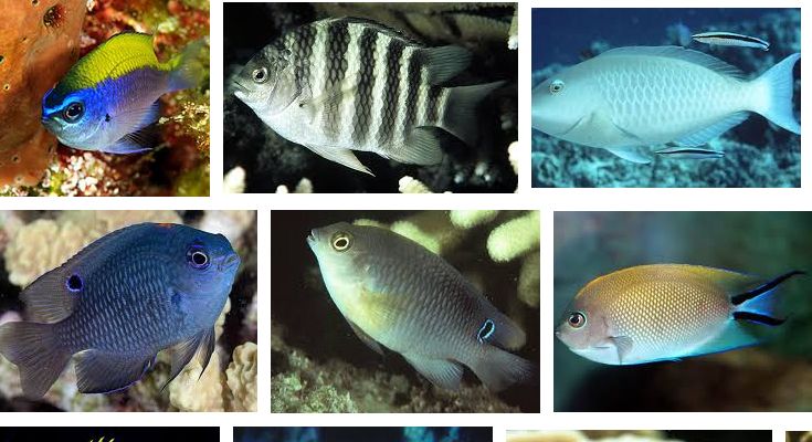 Nama Ikan  Laut Karang  dan Gambarnya Lengkap Aneka Budidaya