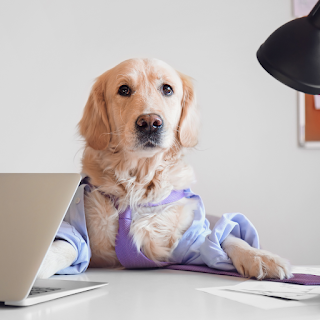 黃金獵犬面對著電腦螢幕