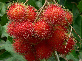 Rambutan Fruit Pictures