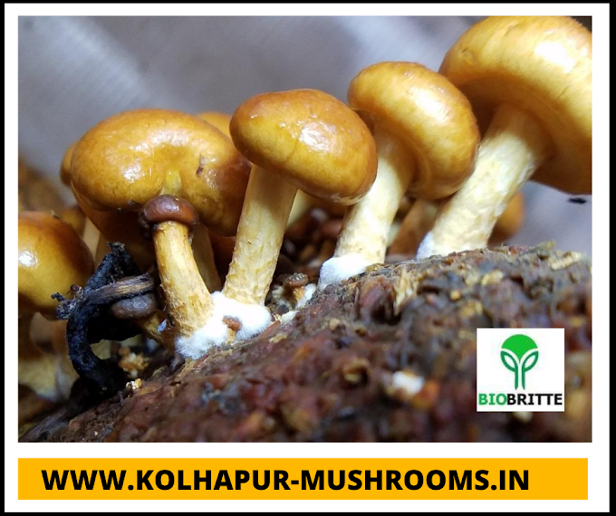 Mushroom spawn supply in Pune | mushroom farming | mushroom training | mushroom business | mushroom products | mushroom store