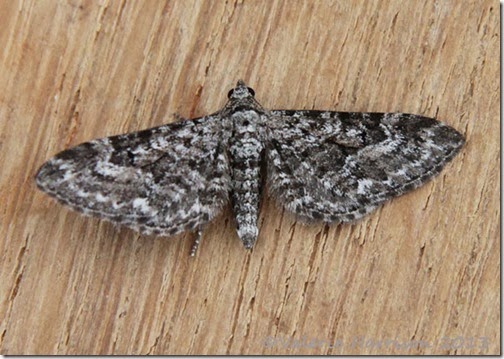 narrow-winged-pug-2