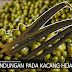 Kandungan Lengkap Kacang Hijau (Vigna Radiata L) Yang Sangat Bermanfaat