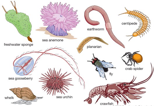Pengertian Invertebrata  Ciri Ciri Contoh  dan Klasifikasi 