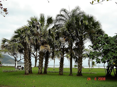 Palmeiras nos jardins da praia de Santos