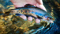 Trout fish pictures_Oncorhynchus