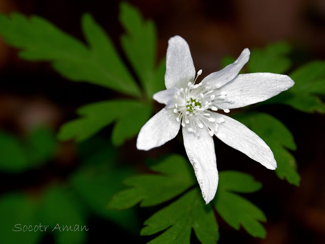 Anemone pseudoaltaica