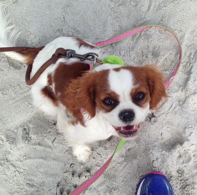Blenheim Cavalier King Charles Spaniel puppy on beach in Carmel, California