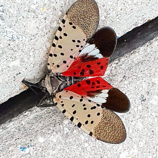 Spotted Lanternfly with outstretched wings, dead, stuck in crevice between terrace pavers.