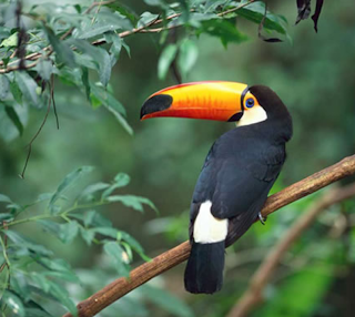 keel billed toucan beautiful bird
