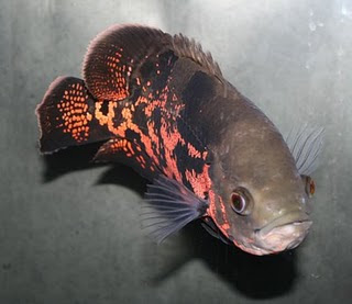 Beauty Oscar Fish