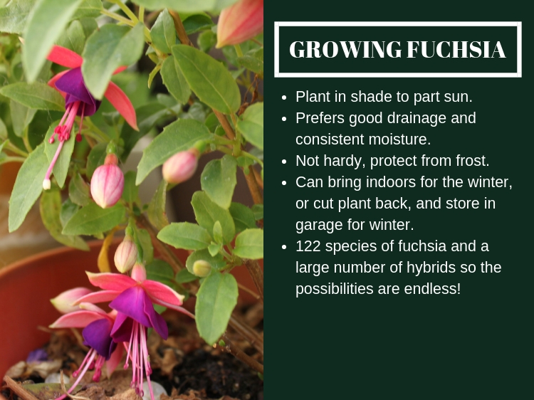 How To Grow Fuchsia // www.thejoyblog.net