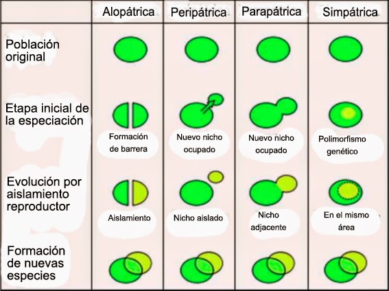 Resultado de imagen de especiación