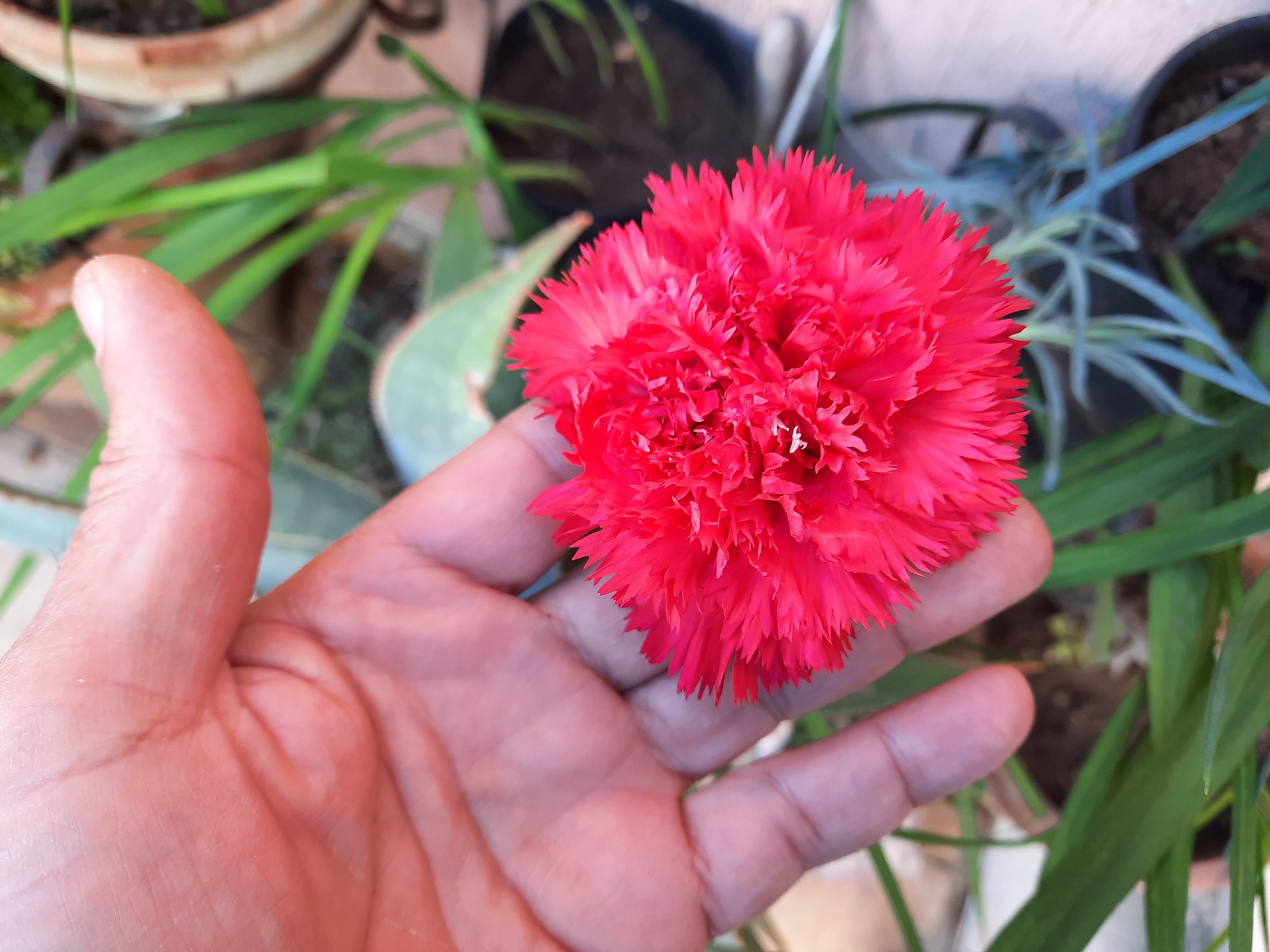 Once your new carnation plant is growing well and blooming, you’ll need to prune it to promote new growth. In the summertime, pruning your new plant will keep it generating new flowers. I advice to cut the spent flowers just above the leaf node and soon you’ll see new growth in its place!