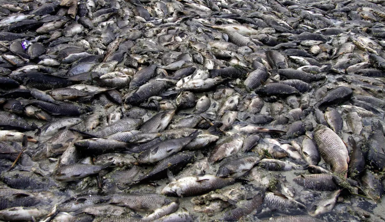 Ribuan Ikan  Mas Mati  Mendadak di Sungai Eufrat Sabda Nabi 