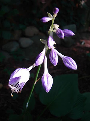 hosta blooms