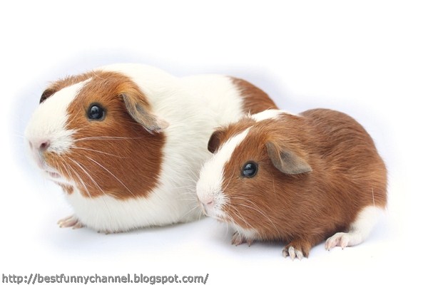 Two cute guinea pigs.  