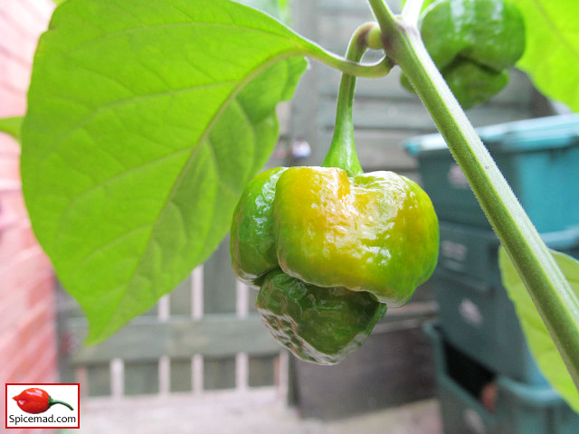 Trinidad Moruga Scorpion - 2nd September 2021