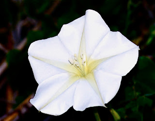 Amazing Ipomoea Alba