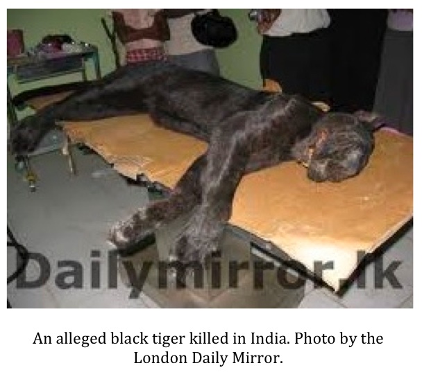 Alleged black tiger