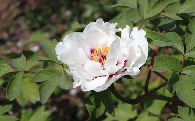 Peony Flowers Pictures