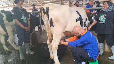 Sebanyak 200  Personil Polda Sumbar Ikuti Pelatihan Wirausaha Susu Sapi Perah di Serambi Milk
