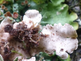 Lichen Lobaire lisse - Lobaria quercizans