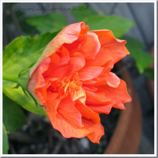 02-15-hibiscus2 02-15-hibiscus2